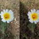 Galaxy S10 (izquierda) vs Pixel 3 XL (derecha) en modo retrato